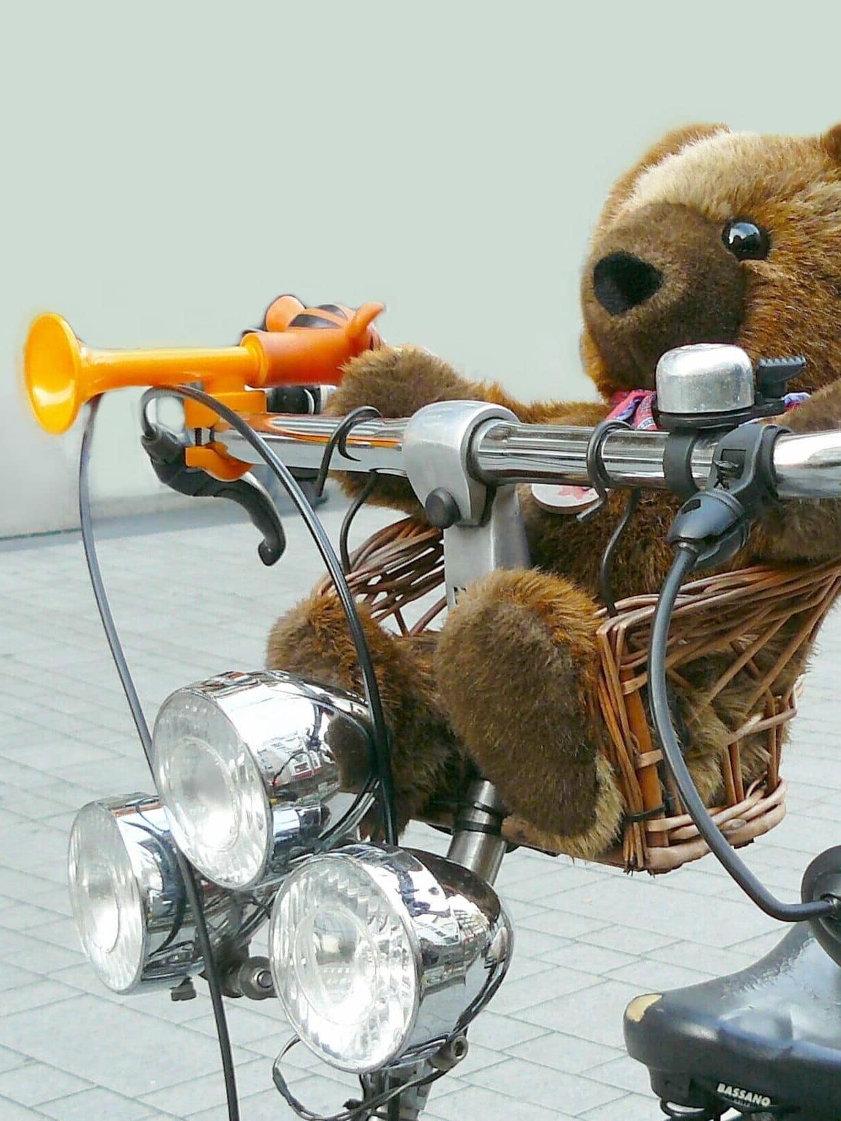 bear-276875_hochformat